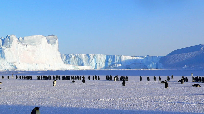 Penguins in Antarctica, Ice Floe, Antarctica, Subfamily Spheniscinae, Penguins, HD wallpaper