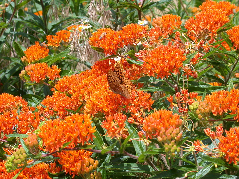 Butterfly Weed (Asclepias tuberosa), butterfly weed, orange, asclepias, milkweed, asclepiad, HD wallpaper