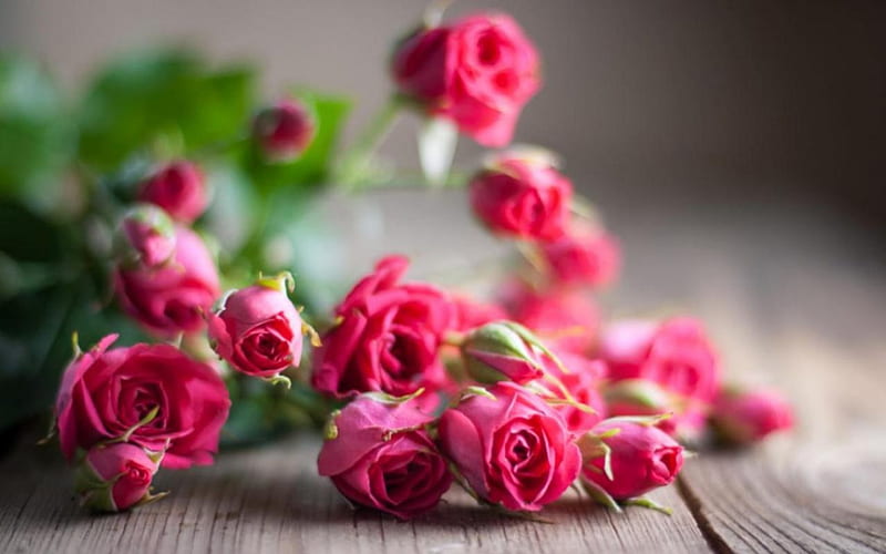 Pink Roses Still Life Flowers Bouquet Pink Roses Hd Wallpaper Peakpx