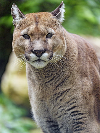 Puma, predator, glance, animal, big cat, HD wallpaper | Peakpx