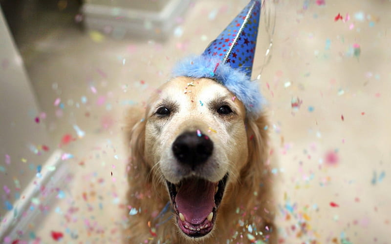 Birtay Dog, celebration, party, birtay, dog, animal, hat, HD wallpaper