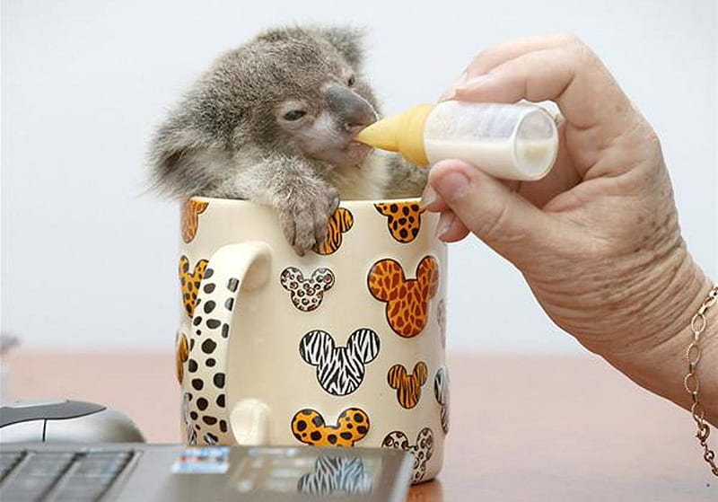 Cute Koala Bear, bear, cute, mug, koala, HD wallpaper | Peakpx