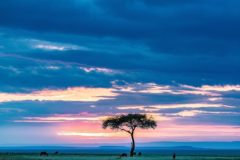 Savannah Masai Mara Kenya, egbolt, napnyugta, vadvilag, nemzeti park, kenya, savannah, fa, legelo, masai mara, HD wallpaper