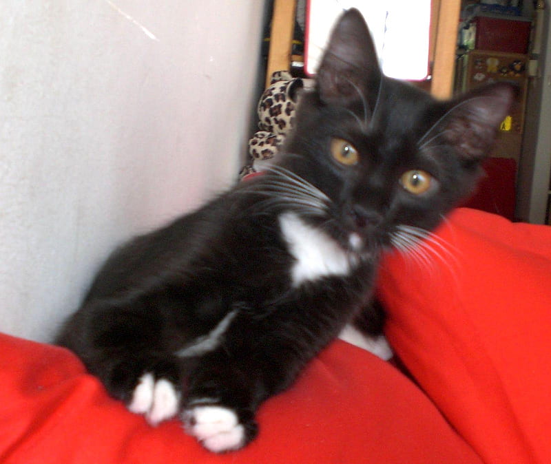 My Cat Lucky, black, look, cat, lucky, HD wallpaper