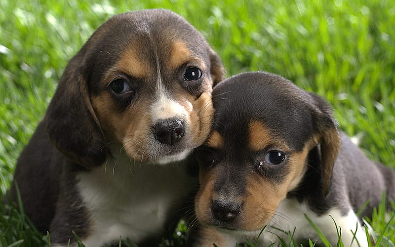 Beagle puppies, HD wallpaper