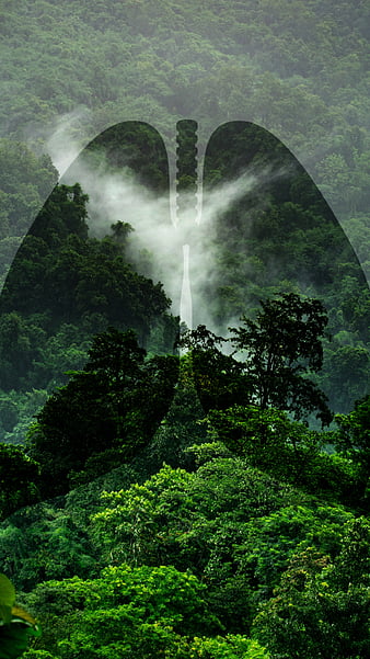 Amazon Forest, Amazon Jungle HD wallpaper | Pxfuel