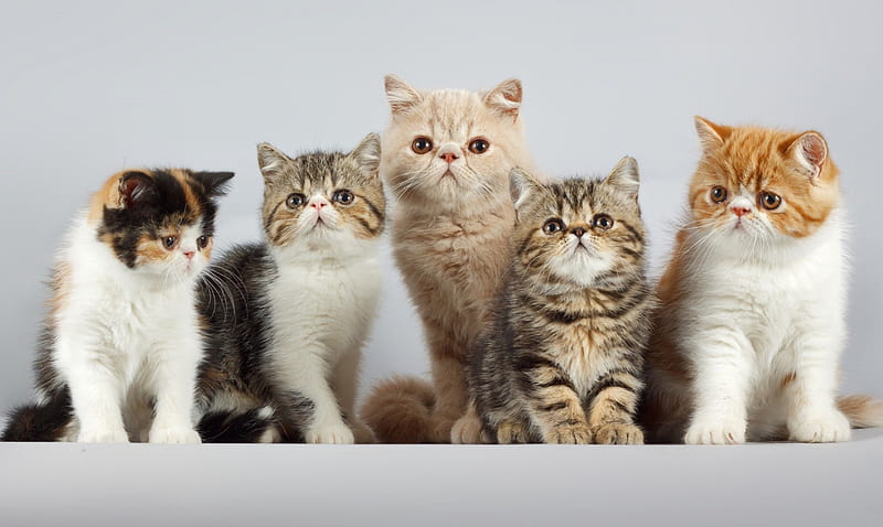 Cat family ***, family, cat, cats, animals, animal, HD wallpaper | Peakpx