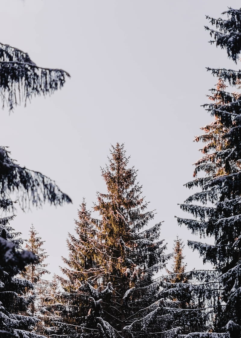 larch, trees, snow, conifers, HD phone wallpaper
