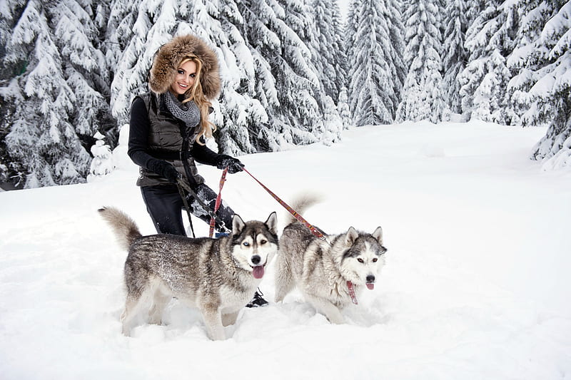 Taking the Huskies out for a Walk, trees, snow, girl, dogs, HD wallpaper