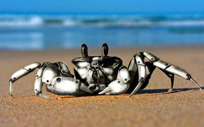 Crab Robot-Animal, HD wallpaper