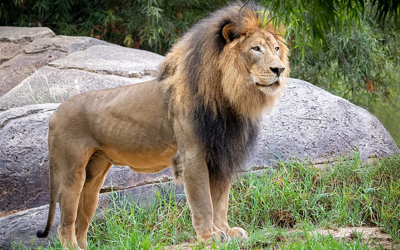 big young lion, wildlife, lions, Africa, predator, HD wallpaper