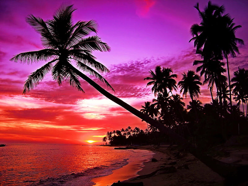 Palm sunset, colorful, glow, shore, bonito, sunset, clouds, sea, beach ...