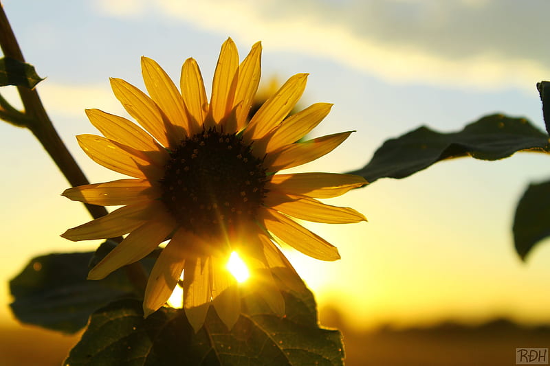 SunFlower Sunset, horizon, colors, yellow, sunset, sunflower, shining, love, bright, precious, flowers, nature, petals, evening, HD wallpaper