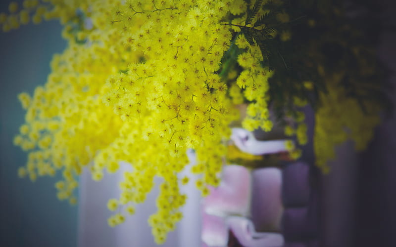 Man Made, Flower, Mimosa, HD wallpaper