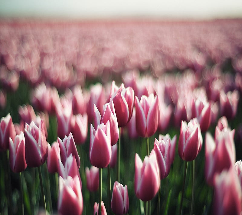 Nice Tulips, cool, nature, tulip, HD wallpaper | Peakpx