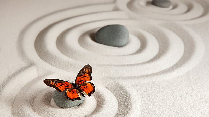 Monarch Butterfly Sand Stone Butterfly, HD wallpaper