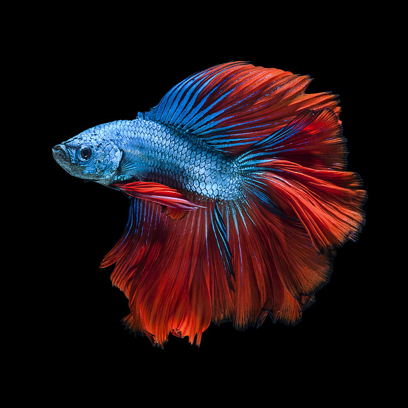 fighter fish, apple, beta, fish, orange, red, stills, HD phone wallpaper