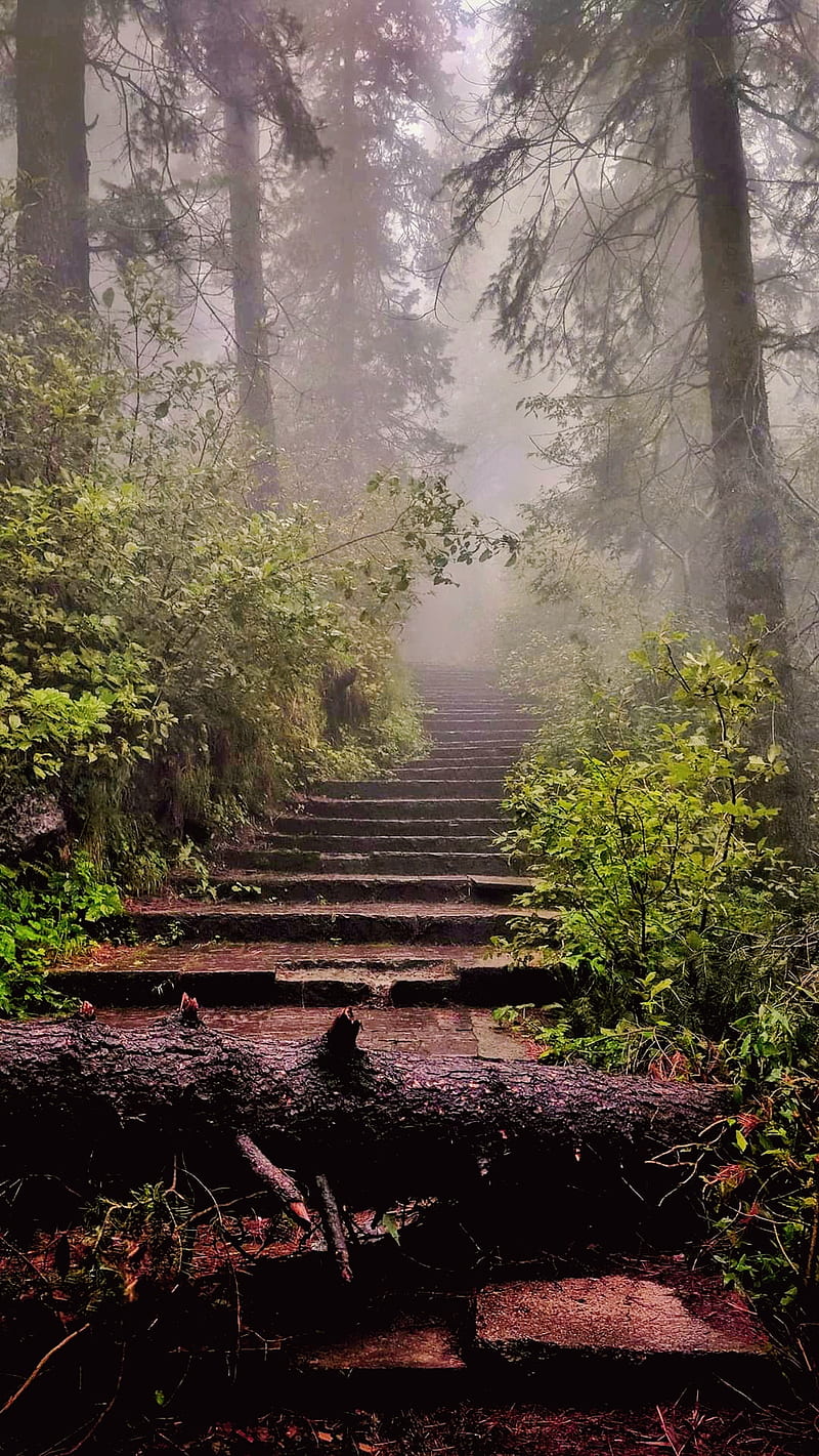 árbol de la naturaleza, otoño, paisaje, escaleras, sol, árboles, Fondo de  pantalla de teléfono HD | Peakpx