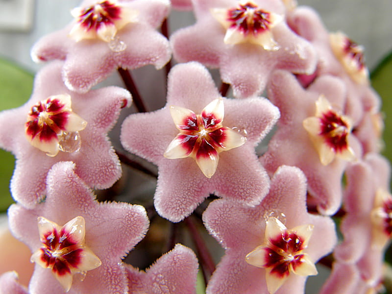 Hoya carnosa (Wax Flower), wax flower, hoya carnosa, asclepiad, pink, hoya, hairy, HD wallpaper