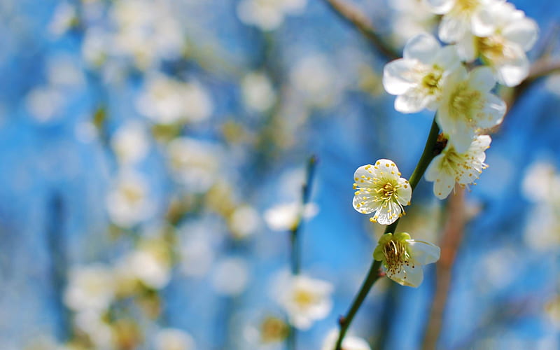 white plum blossom-beauty spring, HD wallpaper