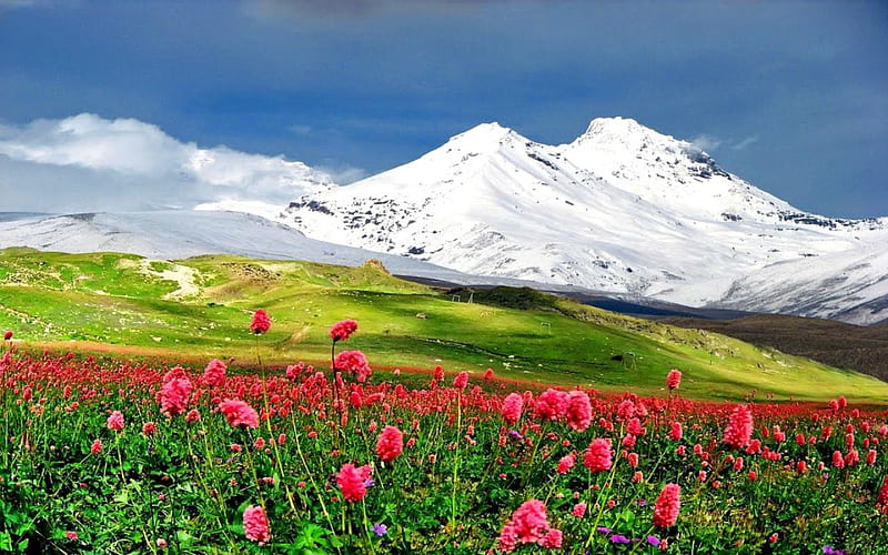 Mountain landscape, pretty, grass, bonito, snowy, mountain, nice, green, wildflowers, peaks, flowers, hills, lovely, natue, greenery, delight, sky, freshness, slope, meadow, landscape, HD wallpaper