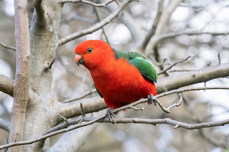 Australian King Parrot, tollazat, kiraly papagaj, ausztral kiraly papagaj, madar, termeszet, csor, papagaj, szines, tollak, HD wallpaper