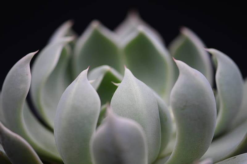 Green and white flower bud, HD wallpaper | Peakpx