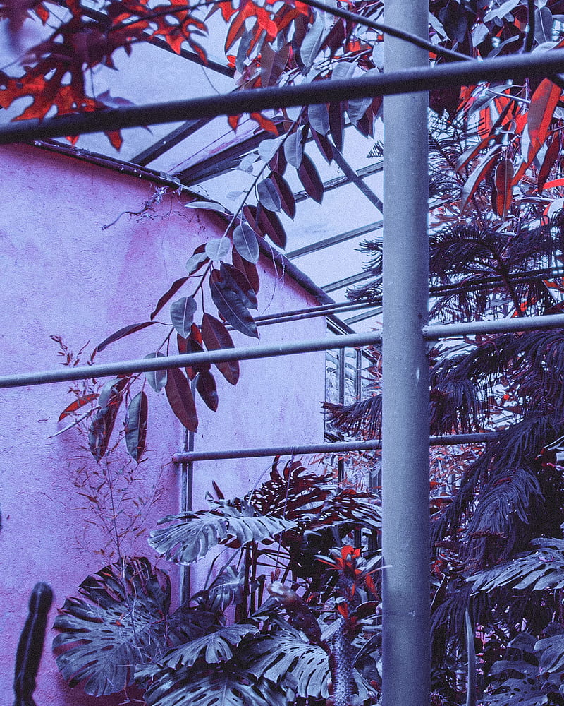 greenhouse, plants, exotic, construction, metal, HD phone wallpaper