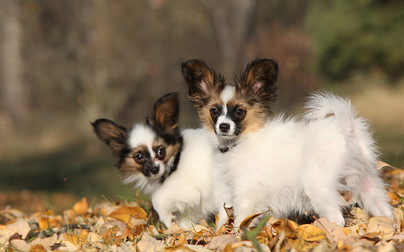 Papillon, puppies, Continental toy spaniel, small cute dogs, pets, white dogs, HD wallpaper
