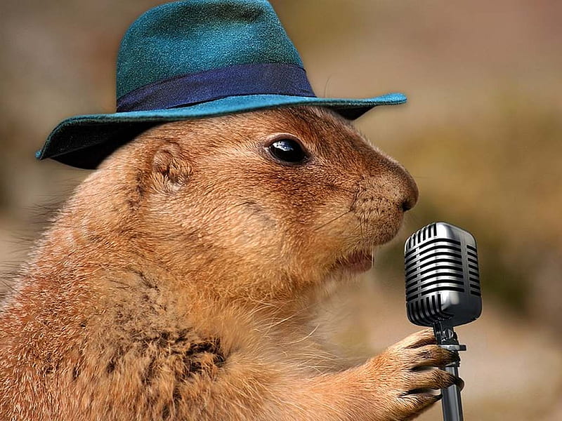Singing Prairie Dog, Cute, Singing, Funny, Prairie Dog, Animal, Adorable, HD wallpaper