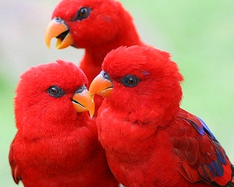 Trio, birds, red, parrot, animals, HD wallpaper | Peakpx