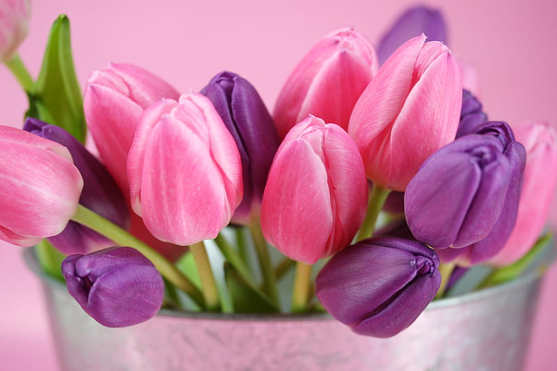 Tulips, vase, lavender, beautiful tulips, nice, love, bunch, siempre, feminine, flowers, tender, harmony, cool, purple, entertainment, violet, sunshine, fashion, bonito, silver, metal, still life, graphy, green, gentle, pink, light, tulip, spring, elegantly, fragile, bouquet, flower, nature, HD wallpaper