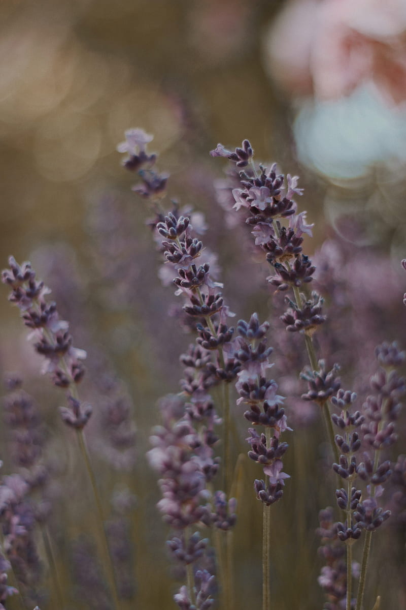 lavender, flowers, bloom, plant, HD phone wallpaper