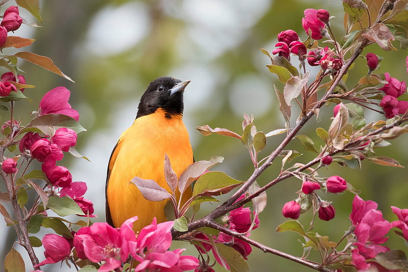 Baltimore Oriole, blossom, bird, orange, black, pasari, spring, pink, flower, HD wallpaper