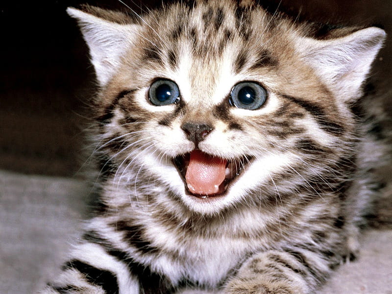 smiling kitten, pretty, wonderful, stunning, marvellous, bonito, adorable, animal, sweet, nice, outstanding, animals, super, amazing, fantastic, kitty, kittens, smile, cat, cute, skyphoenixx1, awesome, great, cats, kitten, HD wallpaper