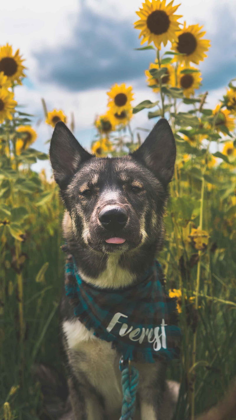 Dog near sunflower, animals, everest, farm, name, nature, sit, vertical, HD  phone wallpaper | Peakpx