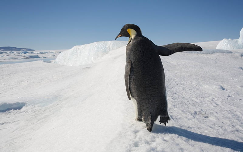Happy Antarctic penguins 05, HD wallpaper