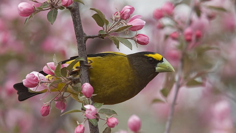Most Beautiful Spring Bird, bird, flowers, spring, branch, animal, HD wallpaper