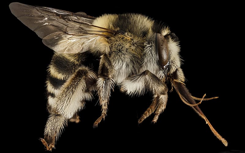 Bee Anthophora Dalmatica, animal, insect, bee, anthophora dalmatica, entomology, macro, HD wallpaper