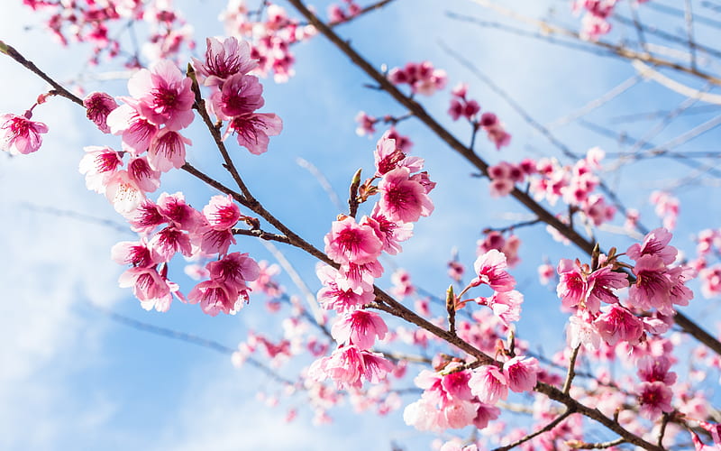 sakura, spring blossoms, pink flowers, branches, cherry blossoms, blue sky, HD wallpaper