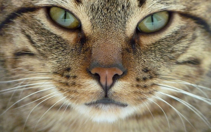 pets, grey cat, face, close-up, HD wallpaper