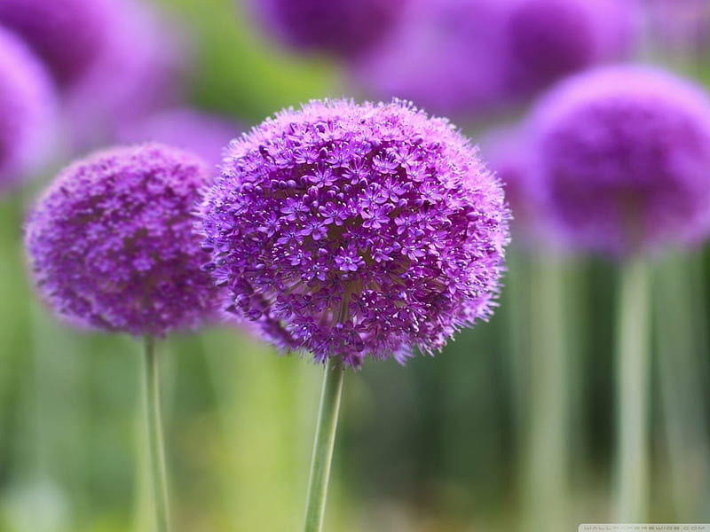 Purple onion flowers, Purple, fields, love, Onion flowers, HD wallpaper