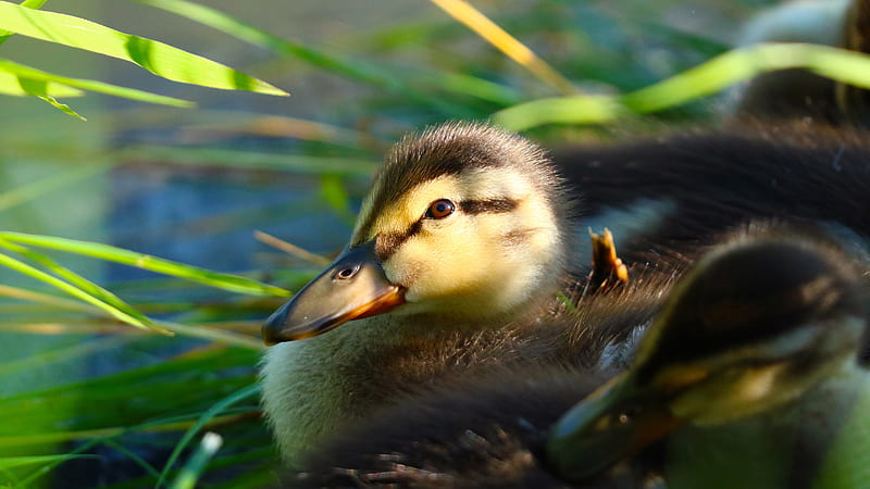 Duck With Brown Eyes Birds, HD wallpaper