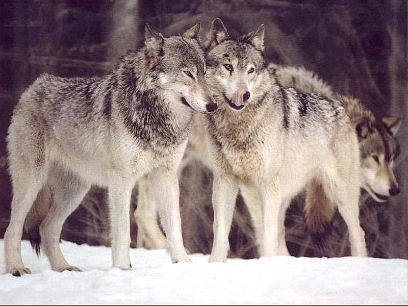 Wolves for my Dear friend Kathy ( spiritlake57 ), friend, snow, nature, wolf, gift, wolves, animals, dogs, HD wallpaper