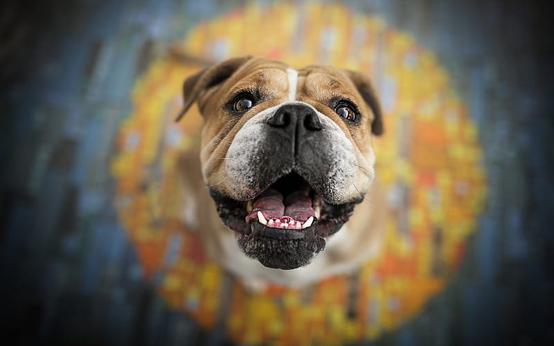 English Bulldog, small dog, look, portrait, pets, HD wallpaper