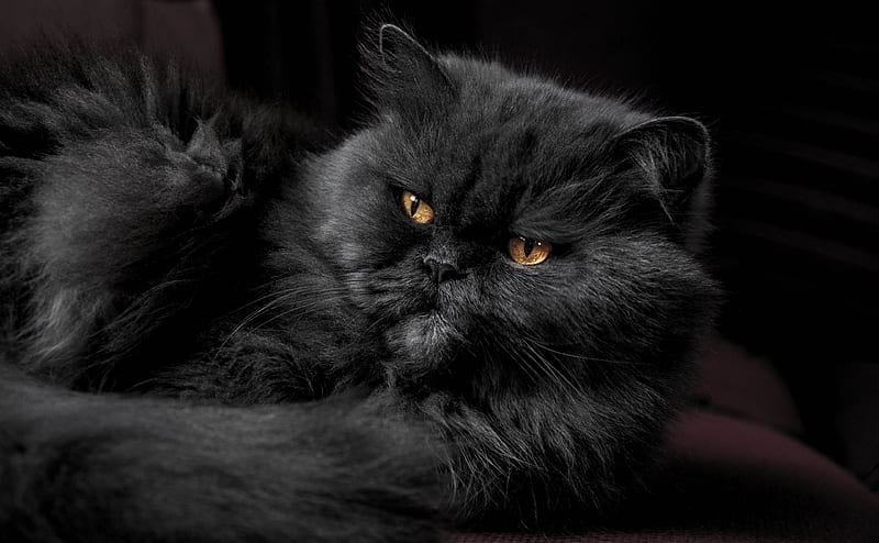 Beautiful Doll Face Persian Cat, Fluffy Black... Ultra, Animals, Pets, bonito, Portrait, Black, gris, Breed, Cats, Animal, Closeup, Cute, Adorable, Grumpy, dollface, goldeneyes, persan, persancat, grouchy, HD wallpaper