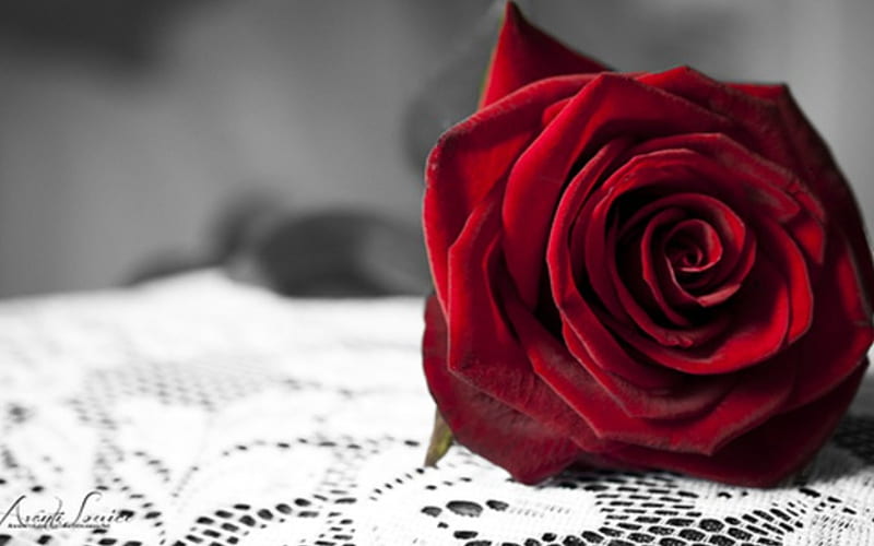 SIMPLY REDHEAD, red rose, table, red, rose, flowers, one, passion, natural, HD wallpaper