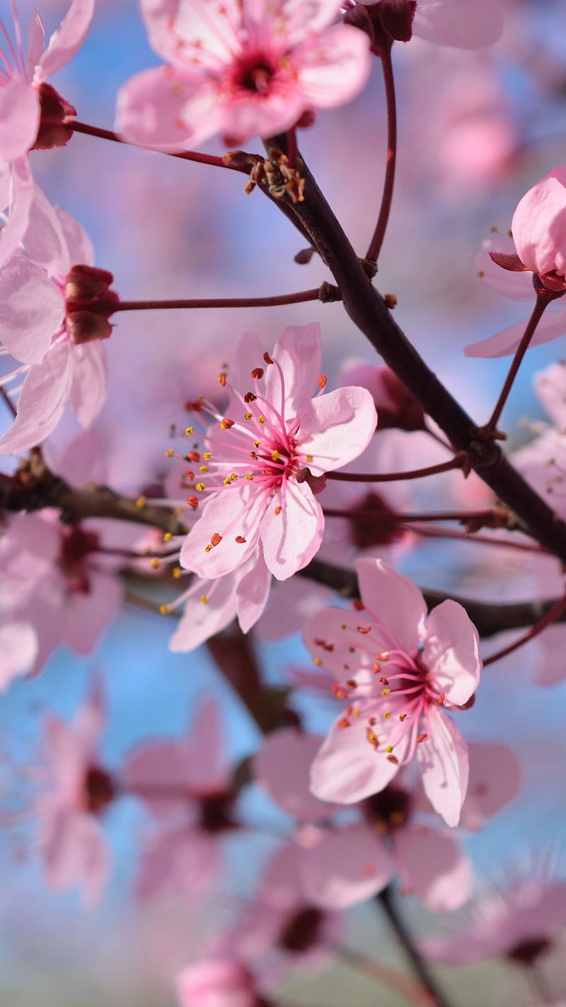 Spring Season Flowers , season flowers, nature, HD phone wallpaper