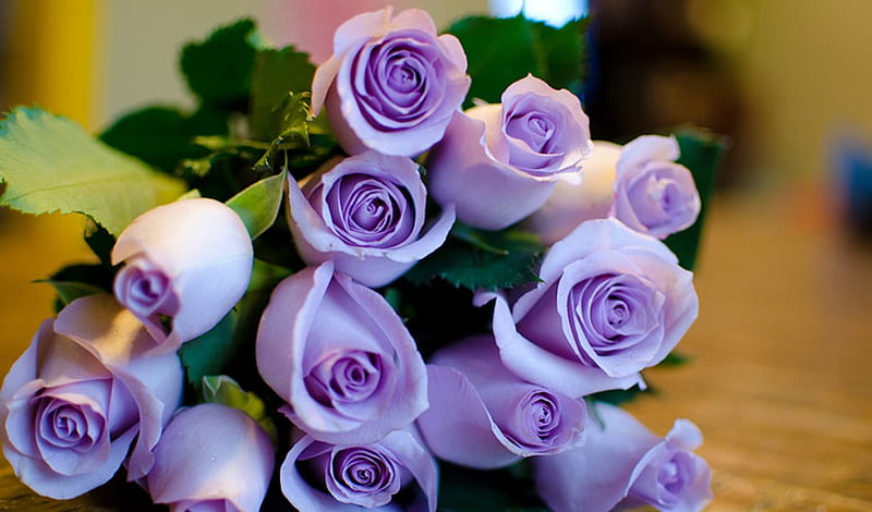 Rosas moradas, maravillosas, moradas, flores, belleza, hermosas, rosas,  Fondo de pantalla HD | Peakpx