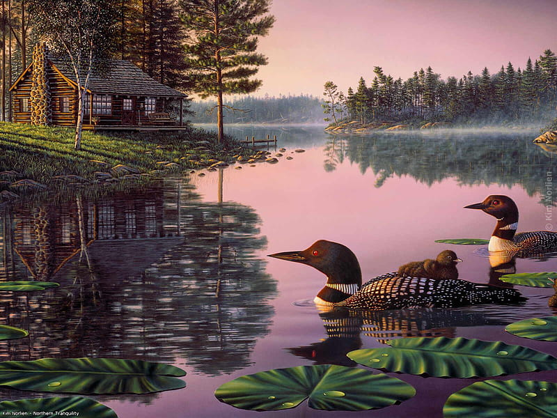 wings of morning, lillypads, morning, cabin, teals, reflection, sky, lake, mist, HD wallpaper